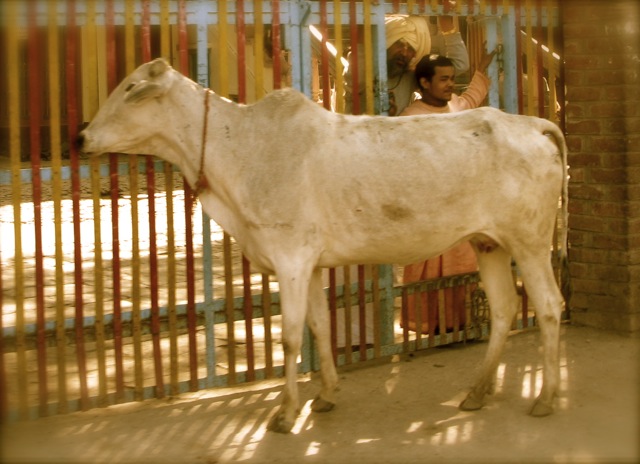 Loading Image